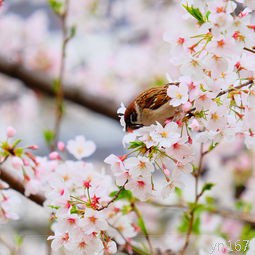 泗水桃花节的时间是什么？