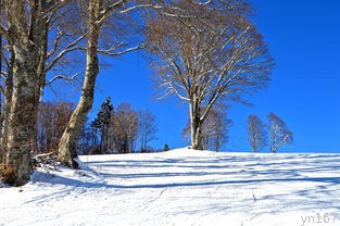  沈阳滑雪网的网址是什么？